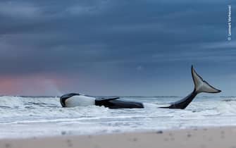 Orca gestrand bij Cadzand