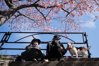 KAWAZU, JAPAN - FEBRUARY 20: A couple and a dog take a rest under Kawazu-zakura cherry trees in bloom on February 20, 2023 in Kawazu, Japan. In the small town on the east coast of the Izu Peninsula, a type of cherry blossom that begins to flower two months earlier than the normal type of cherry will be in full bloom at the end of February. (Photo by Tomohiro Ohsumi/Getty Images)