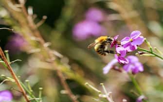 Bee and flower close up photography.
Bees are flying insects closely related to wasps and ants
