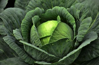 View of a cabbage at a plantation in La Tigra National Park, Francisco Morazan department, 15 km northeast of Tegucigalpa, Honduras, on September 5, 2020. - La Tigra, with an extension of 24,040 hectares, is part of the central mountain range of Honduras. (Photo by ORLANDO SIERRA / AFP) (Photo by ORLANDO SIERRA/AFP via Getty Images)