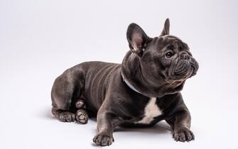 Portrait of french bulldog looking curious to the right side. Studio shot isolated against white background. Copy space available for commercial and advertisement