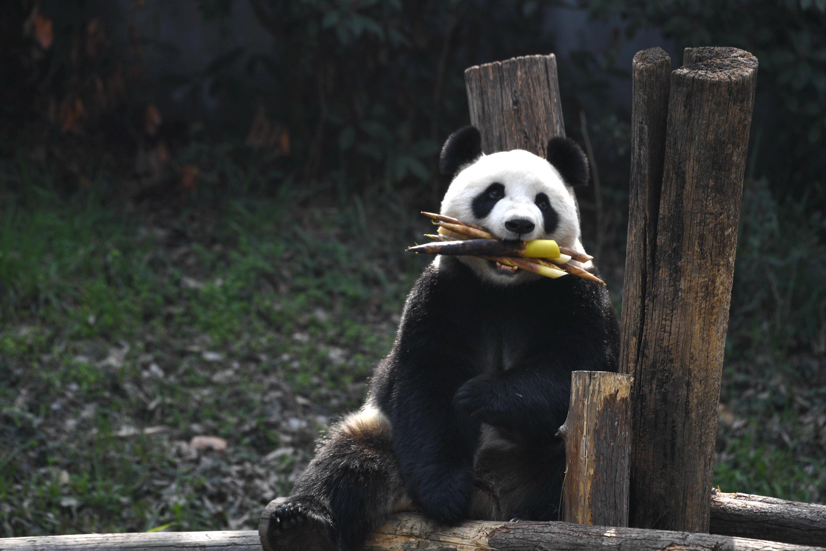 Il panda gigante Ya Ya ritorna in Cina dopo 20 anni negli Usa | Sky TG24