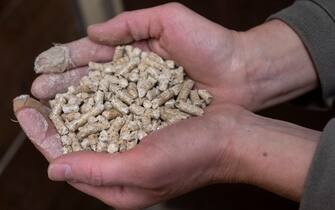 04 January 2023, North Rhine-Westphalia, Frille: A woman holds wood pellets in the basement of a residential building. Alongside oil and gas heating, heating with pellets is now one of the common alternatives for generating heat in the home. Photo: Boris Roessler/dpa (Photo by Boris Roessler/picture alliance via Getty Images)