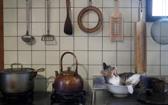 The Comedy Pet Photography Awards 2024
Atsuyuki Ohshima
Kameoka
Japan
Title: Kitty in the kitchen
Description: He stayed at there as if one of a kitchen tool.
Animal: Cat
Location of shot: Japan