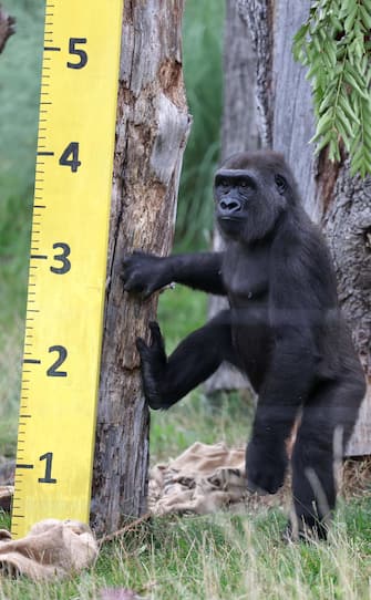 epa10817473 Gernot, a Western Lowland Gorilla, climbs a measuring stick at London Zoo in London, Britain, 24 August 2023. Animals at the London Zoo are measured and weighed annually to check on their health and wellbeing.  EPA/NEIL HALL