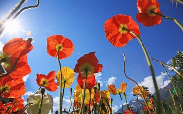 Poppy flowers, Italy, South Tyrol, Meran