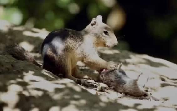 Usa, scoperti scoiattoli onnivori che mangiano topi in California