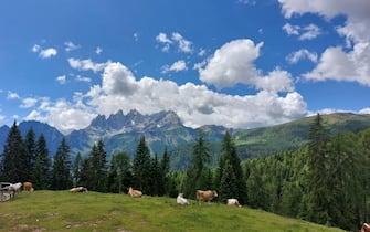 Mucche in Val di Fassa,  7 luglio 2023. ANSA (montagna, vacanza, vacanze, mucche, animali, natura, paesaggi, simbolica, generica)