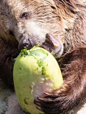 Bioparco, cibo fresco per gli animali contro il caldo