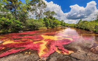 Cano Cristales (River of five colours), the multicoloured tributary of the Guayabero River.