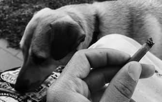 cane, sigaretta, fumo passivo