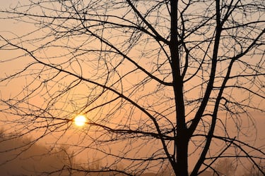 Backlight sunset sun through the silhouettes of a bare tree in winter, Langhe, Cuneo, Piedmont, Italy