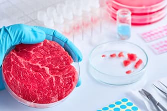 Meat sample in open disposable plastic cell culture dish in modern laboratory or production facility. Clean cell-based meat concept. Muscle and connec