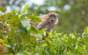 A single long-tailed (crab-eating) macaque - Macaca fascicularis - watching from trees at the roadside in the hills of Malaysia