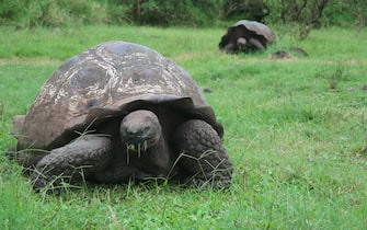epa09065465 Two giant Glapagos tortoises in a ranch in the interior of Santa Cruz Island, in the Galapagos Archipelago, Ecuador, 23 January 2021 (issued 10 March 2021). During millions of years different types of turtles adapted to live on isolated volcanic islands of the American continent where they evolved to dominate their habitats. Today, it is the human being who tries to prevent their extinction in the famous archipelago to which they give their name: Galapagos. Made up of thirteen large islands, six smaller ones and 42 islets, the archipelago located about a thousand kilometers from the continental coasts of Ecuador is home to more than 7,000 endemic and native species, among which land turtles play a prominent role.  EPA/Daniela Brik ACOMPAÃ‘A CRÃ“NICA: ECUADOR GALÃPAGOS