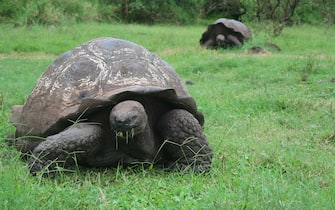 ECUADOR GALAPAGOS NATURE