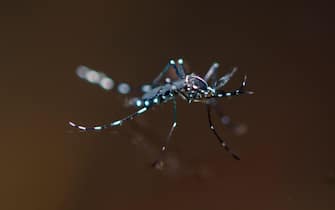 Yellow Fever Mosquito, Aedes aegypti, on water, Klungkung, Bali, Indonesia