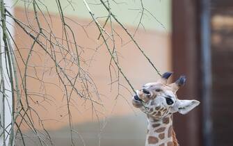 Giraffa