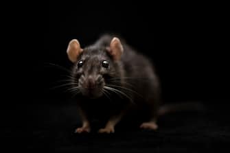 Ratto nero