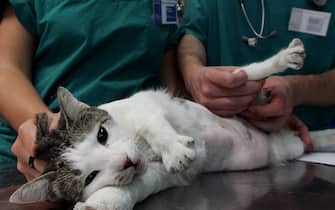 un gatto dal veterinario