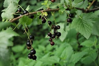 BURSA, TURKEY - JUNE 28: Blackcurrant berries on branches seen in the historical Ottoman village Cumalikizik on the skirts of Uludag, Bursa on June 28, 2021. (Photo by Elif Ozlem Celikler/Anadolu Agency via Getty Images)