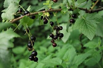 BURSA, TURKEY - JUNE 28: Blackcurrant berries on branches seen in the historical Ottoman village Cumalikizik on the skirts of Uludag, Bursa on June 28, 2021. (Photo by Elif Ozlem Celikler/Anadolu Agency via Getty Images)