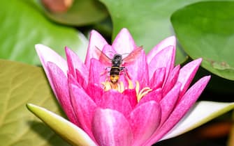 Asian wasp in flight over the flowers of a water lily