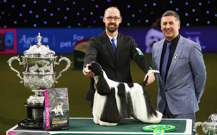 Best in show crufts 2017 clearance