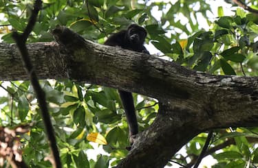 A wild howler monkey (Alouatta pigra) is seen in the branches of a tree in Comalcalco, Tabasco State, Mexico, on May 20, 2024. Authorities in Mexico are investigating the deaths of dozens of howler monkeys, a species considered endangered, with the high temperatures affecting much of the country being the most likely cause, the Environment Ministry reported Monday. (Photo by Yuri CORTEZ / AFP) (Photo by YURI CORTEZ/AFP via Getty Images)