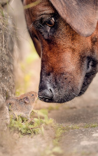 The Comedy Pet Photography Awards 2023
udo krauss
Lichtenfels
Germany

Title: Who are you?
Description: Our cat Lilly played with a mouse, we saved the mouse an our dog Amy was fascinated by the mouse
Animal: Rhodesian Ridgeback, mouse
Location of shot: Germany, Bavaria, Lichtenfelsd