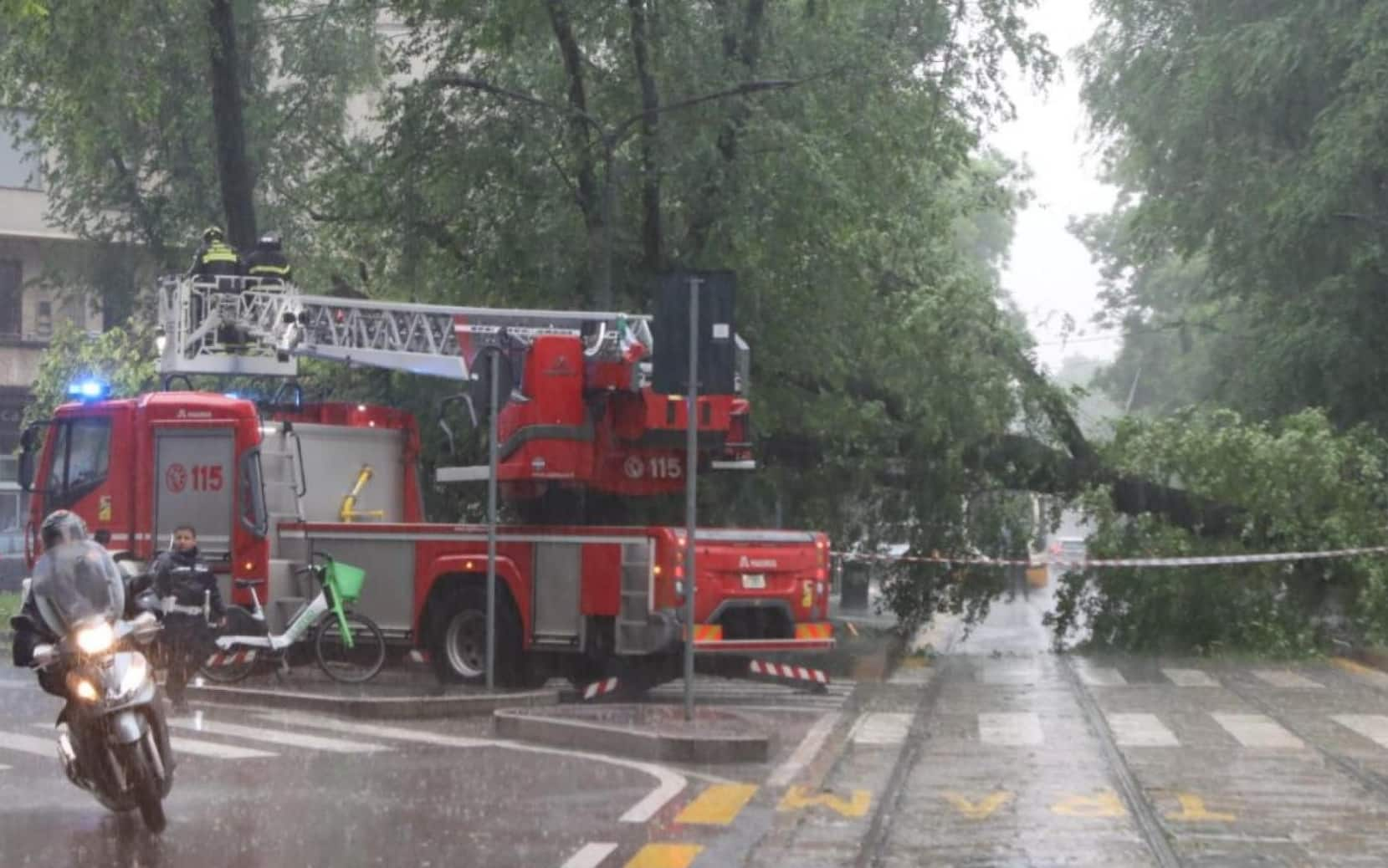 un albero in strada