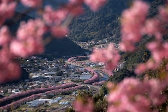 KAWAZU, JAPAN - FEBRUARY 20: Kawazu-zakura cherry trees are in bloom along a river on February 20, 2023 in Kawazu, Japan. In the small town on the east coast of the Izu Peninsula, a type of cherry blossom that begins to flower two months earlier than the normal type of cherry will be in full bloom at the end of February. (Photo by Tomohiro Ohsumi/Getty Images)