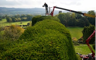 National Trust gardener Dan Bull works from a cherry-picker to trim a section of 14m-high yew hedge at Powis Castle near Welshpool. The famous 'tumps' are more than 300 years old and it takes one gardener 10 weeks each autumn to clip them, maintaining their unusual waved shape. Picture date: Wednesday October 19, 2022.