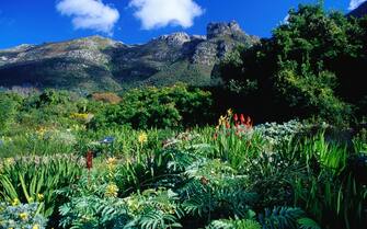 Cape Town, Western Cape, South Africa, Southern Africa, Africa