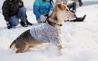 family walks the small dog in woolen clothes in the snow during winter time