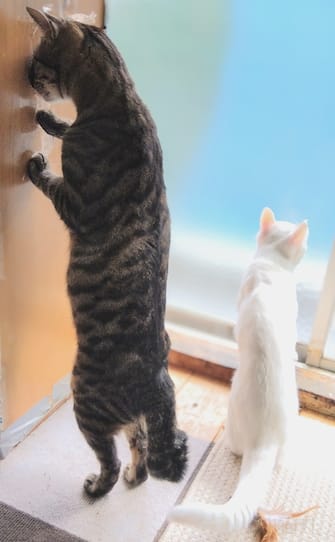 The Comedy Pet Photography Awards 2024
aburanekomaru yasuda
æ„›åª›çœŒ
Japan
Title: You keep watch
Description: Our cat pushing nose  into a hole in the wall while the other one seems to keep watch
Animal: cat
Location of shot: House