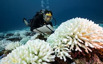 Scientifique du CRIOBE faisant des relevés sur un Pocillopora en phase de blanchissement dans le lagon de Moorea en Polynésie Française.