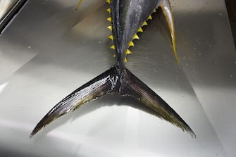 The tail and sharp barbs of a freshly-caught yellowfin tuna fish lies inert on a filleting table at a refrigerated processing factory on Himmafushi island, Maldives. The 50kg carcass has been swimming across the Indian Ocean non-stop since birth and just line-caught by freelance boat crews who share profits for only high-quality fish that passes stringent health tests. The tuna has been in ice since being landed at sea to keep a low-temperature body core so the workers cut out the prime flesh as quickly as possible before boxing the resulting chunks of steak for export by air to Europe and in particular for customers such as UK's Sainsbury's supermarket. The filleting is performed by Sri Lankan ex-fishermen and widowers, having lost their families during the Tsunami. Using sharp knives, they skillfully remove valuable meat and throw the rest. (Photo by In Pictures Ltd./Corbis via Getty Images)