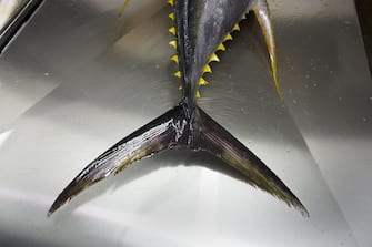 527468044 The tail and sharp barbs of a freshly-caught yellowfin tuna fish lies inert on a filleting table at a refrigerated processing factory on Himmafushi island, Maldives. The 50kg carcass has been swimming across the Indian Ocean non-stop since birth and just line-caught by freelance boat crews who share profits for only high-quality fish that passes stringent health tests. The tuna has been in ice since being landed at sea to keep a low-temperature body core so the workers cut out the prime flesh as quickly as possible before boxing the resulting chunks of steak for export by air to Europe and in particular for customers such as UK's Sainsbury's supermarket. The filleting is performed by Sri Lankan ex-fishermen and widowers, having lost their families during the Tsunami. Using sharp knives, they skillfully remove valuable meat and throw the rest. (Photo by In Pictures Ltd./Corbis via Getty Images)