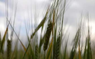 epa10436734 Close-up view of wheat ears at a field on the outskirts of Sana'a, Yemen, 28 January 2022. Yemen's wheat production declined from 250,000 tons in 2012 to about 92,000 tons in 2022 due to an increasingly dry climate, high fuel prices and a prolonged war, while it imports about three million tons of wheat and flour annually, according to recent statistics by the agricultural sector authorities in Sana'a. War-ravaged Yemen is highly dependent on imports for almost 90 percent of its food supply, including about 45 percent of wheat from Russia and Ukraine.  EPA/YAHYA ARHAB