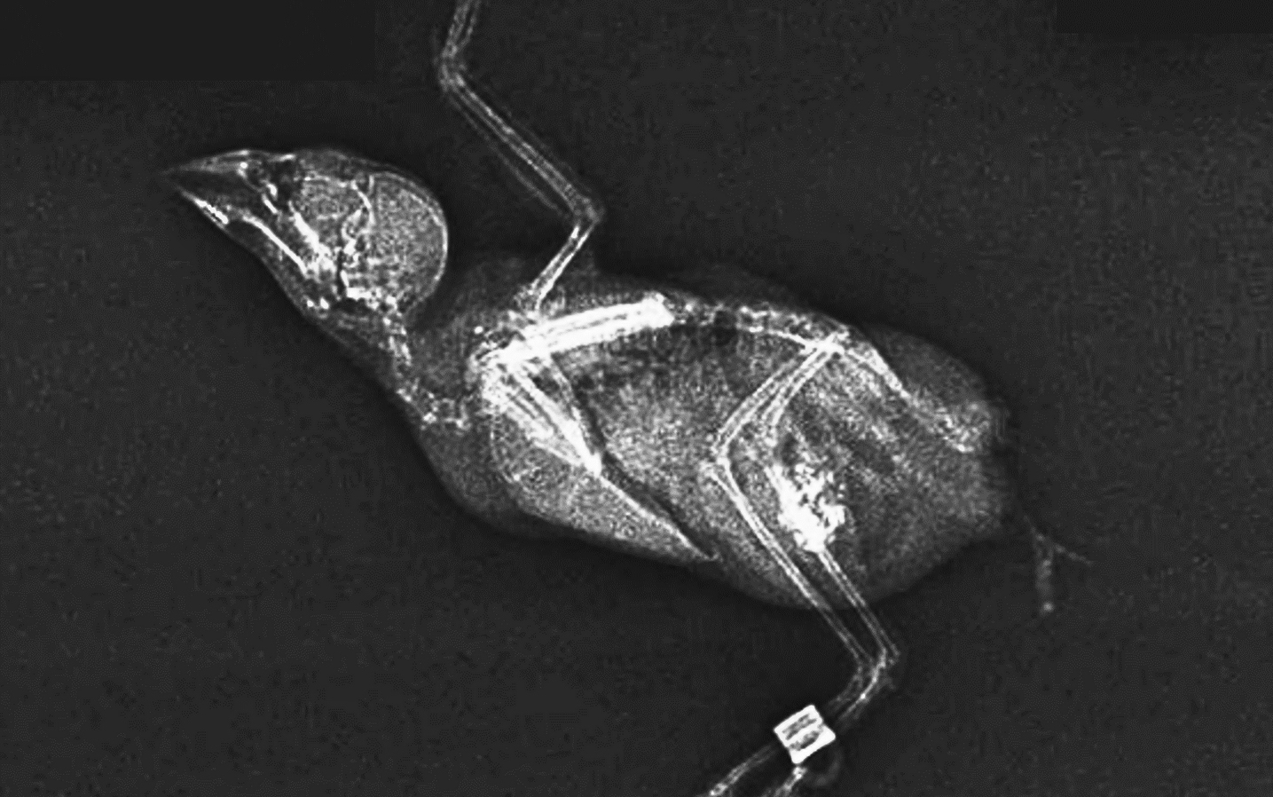 Animal x-rays