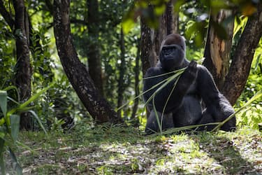 Orange County, Florida - MAY 31:  A silverback gorilla forages on brush at Animal Kingdom Park at Walt Disney World in Orange County, Florida on May 30, 2022.  Walt Disney World is celebrating its 50th anniversary all of 2022. (Photo by Joseph Prezioso/Anadolu Agency via Getty Images)