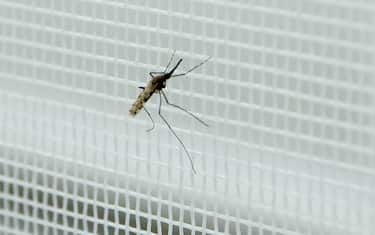 repellente zanzare jungle formula molto forte DEET 50% zanzara malaria –
