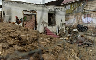 A rooster in a yard of a house, damaged in a shelling in Novoselivka village, Chernihiv region, Ukraine, 23 June 2022. On 24 February Russian troops entered Ukrainian territory starting a conflict that has provoked destruction and a humanitarian crisis.  ANSA/OLEG PETRASYUK