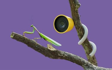 Wonder: la casetta per gli uccelli e per gli insetti smart