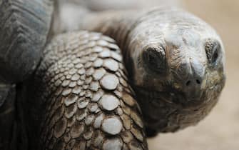 epa03665488 A giant Galapagos turtle enjoys the warm sunrays at the zoo of Zurich, Switzerland, 17 April 2013.  EPA/STEFFEN SCHMIDT