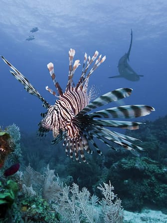 epa03242383 An undated handout photograph made available on 30 May 2012, shows a lionfish in the Honduran caribbean. Environmental groups, tourism entrepreneurs and authorities seek to hunt the lionfish in the Caribbean, a beautiful but deadly species that poses a threat to the ecosystem but is also appreciated for its delicious meat. The lionfish lives in in the tropical Indian and western Pacific reef, and is believed that was introduced accidentally in the Atlantic and Caribbean Sea, making it a serious threat to wildlife and the balance of marine ecosystems in the region because it has no natural enemies in those waters.  EPA/ANTONIO BUSIELLO / HANDOUT EDITORIAL USE ONLY/ NO SALES