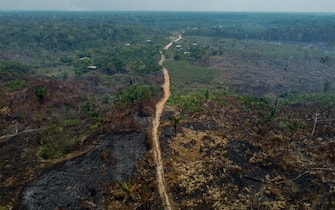 TOPSHOT - Burnt trees are seen after illegal fires were lit by farmers in Manaquiri, Amazonas state, on September 6, 2023. From September 2, 2023 to September 6, 2023, 2,500 forest fires in Amazon state alone were recorded by INPE, Brazil's National Institute for Space Research. (Photo by MICHAEL DANTAS / AFP) (Photo by MICHAEL DANTAS/AFP via Getty Images)