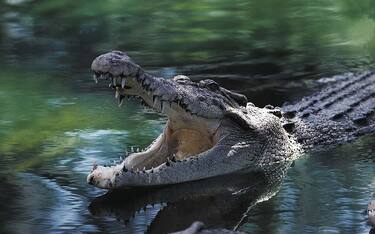 UNSPECIFIED - OCTOBER 28:  Thailand, Bangkok, Crocodile swimming with open jaws  (Photo by DEA / G.SIOEN/De Agostini via Getty Images)