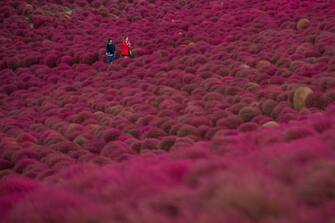 KATSUTA, JAPAN - OCTOBER 19: Visitors walk through a field of red Kochias (summer cypress) at Hitachi Seaside Park on October 19, 2018 in Katsuta, Japan. For just a brief period between early to mid October each year, the Kochias on Miharashi Hills in Hitachi Seaside Park turn from green to vivid red drawing tourists from around Japan and further afield who pose for photographs against the sea of crimson. (Photo by Carl Court/Getty Images)